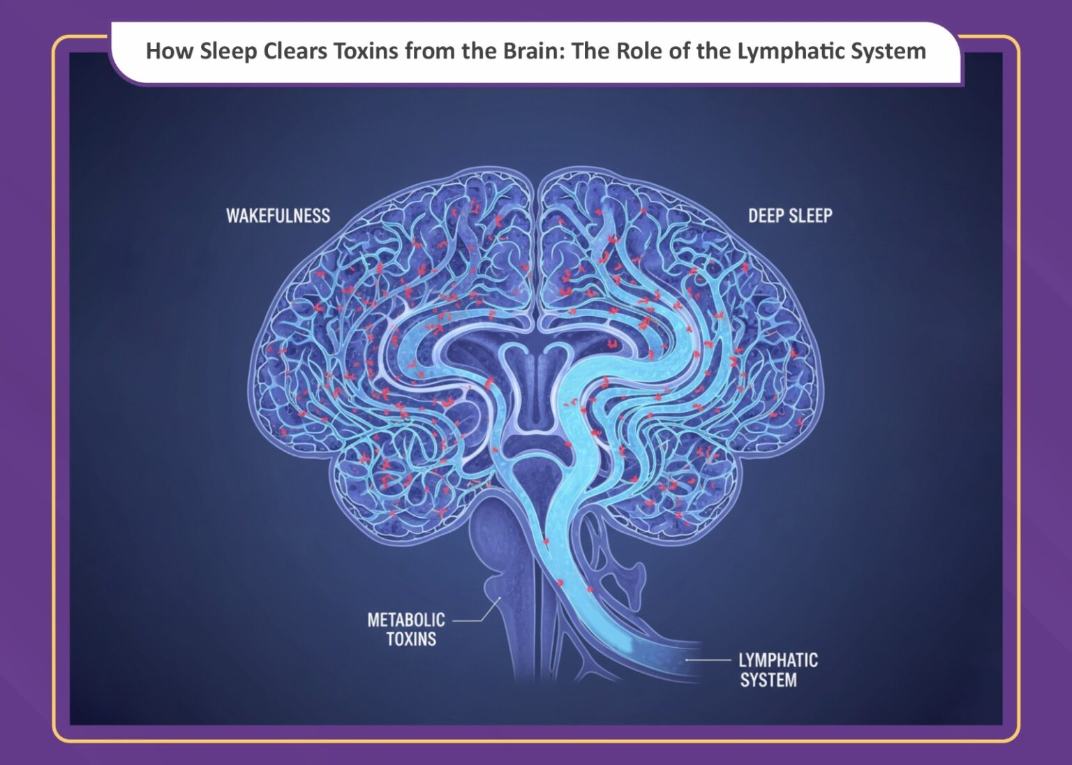 How Sleep Clears Toxins from the Brain: The Role of the Glymphatic ...