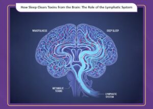 How Sleep Clears Toxins from the Brain The Role of the Glymphatic System