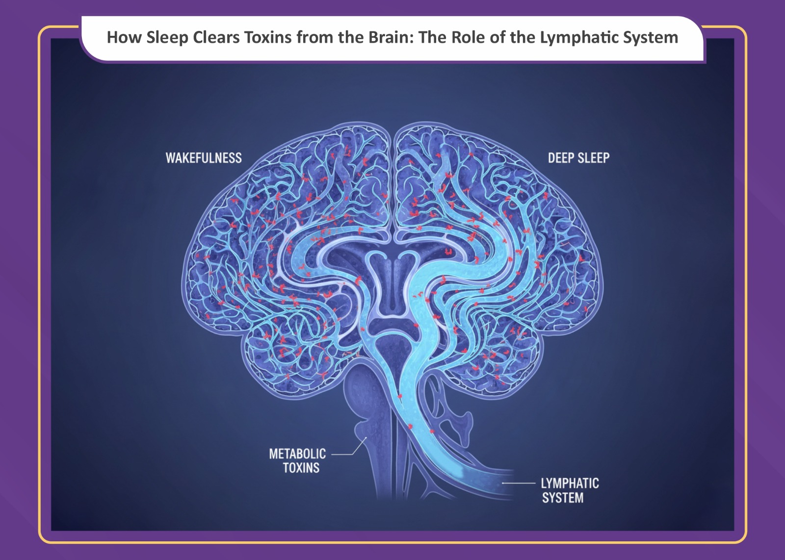 How Sleep Clears Toxins from the Brain: The Role of the Glymphatic ...